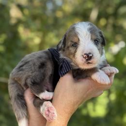 Baron UNFURNISHED - Blue merle male Bernedoodle puppy in Bellville, Ohio from Bernedoodle Buddies