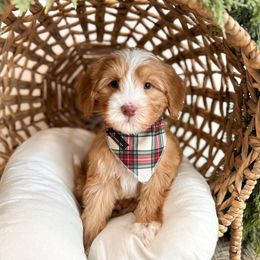 Snoopy - Caramel red male Australian Labradoodle puppy in Palmdale, California from Pixie Doodle Paws