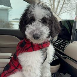 Opel - Black and white female Aussiedoodle puppy in Buffalo, Illinois from Pear Tree Pups