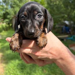 Duchess - Black and tan female Dachshund puppy in Cleveland, Georgia from Captain Kirk’s Wiener Fleet