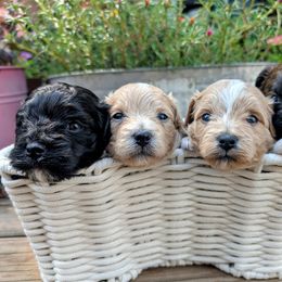 Maltipoo puppies from MountCarmelPuppies