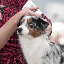 Ardra - Miniature American Shepherd