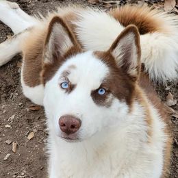 Panda - Siberian Husky