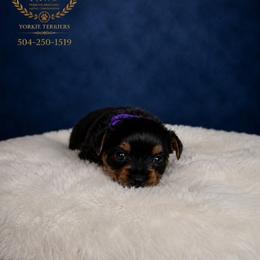 DIOR - Black and tan female Yorkshire Terrier puppy in New Orleans, Louisiana from ROYAL PAWS