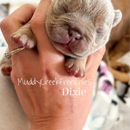 Dixie - Blue female French Bulldog puppy in Pittsburgh, Pennsylvania from Muddy Creek Frenchies