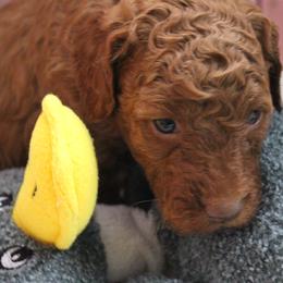 Australian Labradoodle Puppies from Serendipity Doodles
