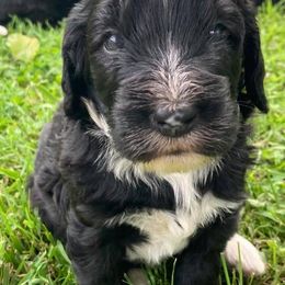 Bernedoodle and Bernese Mountain Dog Puppies from Bernese Home