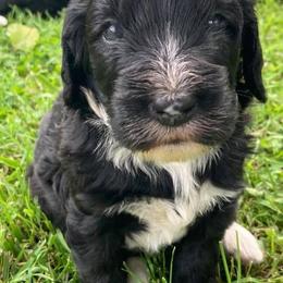 Bernedoodle and Bernese Mountain Dog Puppies from Bernese Home