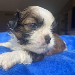 Astro - Liver and white male Shih Tzu puppy in Troy, Michigan from "Shihtzu Best Friend"