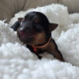 Lady Orange - Black and tan female Yorkshire Terrier puppy in Lebanon, Ohio from Teacup Yorkies for Adoption Near Lebanon Ohio LLC