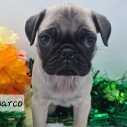 Marco - Fawn male Pug puppy in Olin, North Carolina from Piggy Pugs