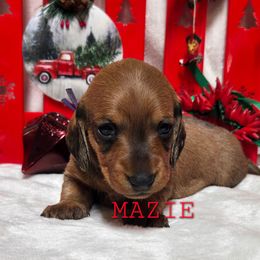 Mazie - Red female Dachshund puppy in Blair, Oklahoma from North Fork Doxies-Okla