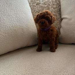 Autumn - Red  female Poodle puppy in California from Bri’s Toy Poodles