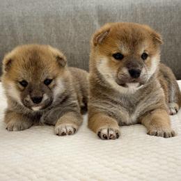Shiba Inu puppies from Sakura Blossom Shibas