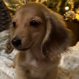 Gorgeous Itsy Bitsy - Cream female Dachshund puppy in Visalia, California from DachGraston Dachshunds