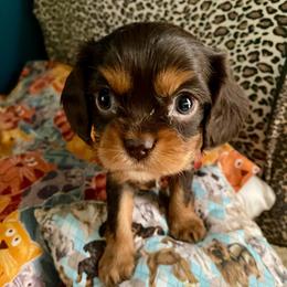 AKC Chocolate and tan female - Chocolate female Cavalier King Charles Spaniel puppy in Fort White, Florida from Animal Encore’s Cavalier King Charles Spaniels