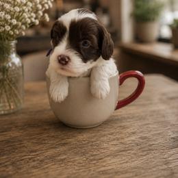 Harmony - Chocolate female Australian Labradoodle puppy in Denton, Texas from Dignity Labradoodles