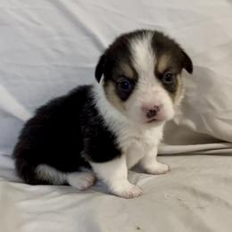 Jolteon - Black and tan male Pembroke Welsh Corgi puppy in Deming, New Mexico from Sylvan Lane Corgis