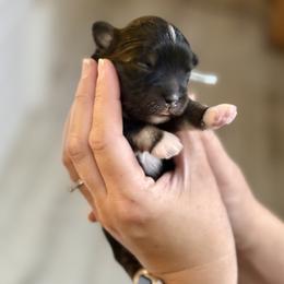 Blue Collar (Mario) - Black and white male Havanese puppy in Silverton, Oregon from PNW Havanese