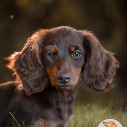 Dachshund Puppies from Deglow’s Doxies