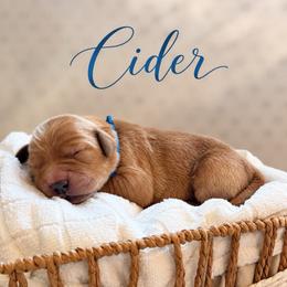 Cider - Golden male Golden Retriever puppy in San Bernardino, California from Thegoldendreams1