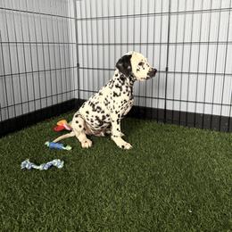 Zipper - White and black male Dalmatian puppy in Sedalia, Missouri from Missouri Dalmatians