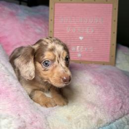 Dachshund Puppies from Dollhouse Doxies