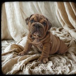 Hank - Blue tri-color male Bulldog puppy in Ranson, West Virginia from EMR’s Bulldogs