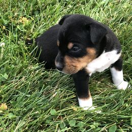 Rat Terrier Puppies from Mary ann Whipple's Rat Terriers