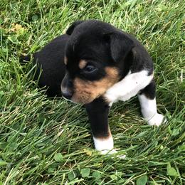 Rat Terrier Puppies from Mary ann Whipple's Rat Terriers
