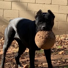 Gia - Cane Corso