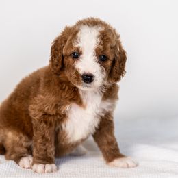 Cinnamon - Red  female Goldendoodle puppy in Slc, Utah from Timp Doodles