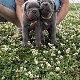 Cane Corso Puppies from Classic Jayx