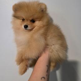 Echo - Beaver sable male Pomeranian puppy in Wildersville, Tennessee from RoyalRarity's Poms & Enrichment