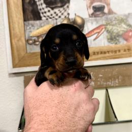 Boy 1 - Black and tan male Dachshund puppy in Rising Star, Texas from Boring Weenies