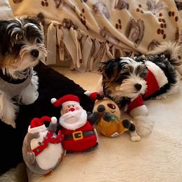 Biewer Terrier Puppies from Blue Water Biewers LLC