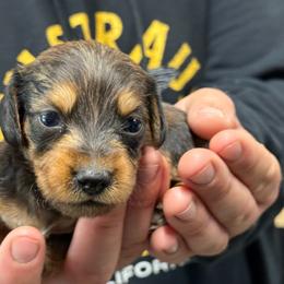 Wire coat Dark red Girl - Red female Dachshund puppy in Nashville, Arkansas from Whisenhunt Farms