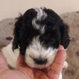 Cadbury - Black and white male Cavapoo puppy in East Providence, Rhode Island from Marta's Cavaliers
