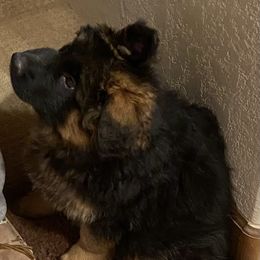 Boy 3 - German Shepherd puppy in Arroyo Grande, California from Vom Kupferhaus