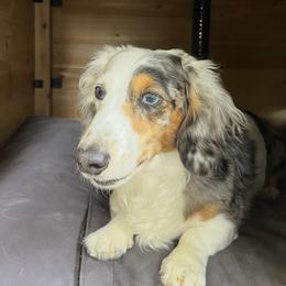 Dachshund puppies from London's puppies