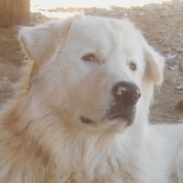 Janie - Great Pyrenees