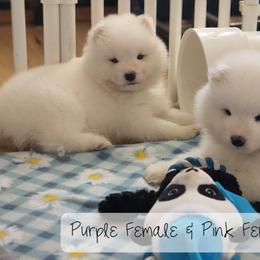 Samoyed Puppies from Snowshoe Samoyeds
