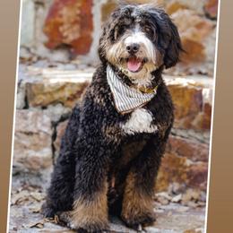 Boomer - Bernedoodle