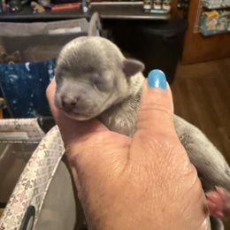 Keith - Blue male Chihuahua puppy in Beaumont, Texas from Anastasia’s Tiny Pupps