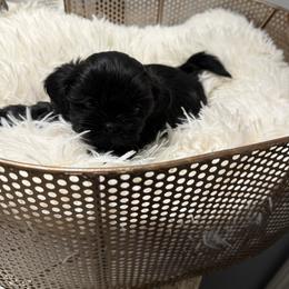 Jake - Black male Shih Tzu puppy in Boiling Springs, South Carolina from Sherry Whiteside's Shih Tzus