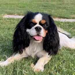 Bunny - Cavalier King Charles Spaniel