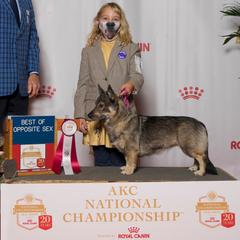 Eevee - Swedish Vallhund