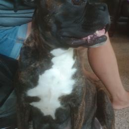 Eva - Boxer