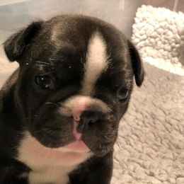 French Bulldog Puppies from Epic French Bulldogs