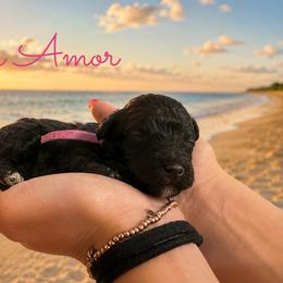 Casa Amor - Chocolate female Goldendoodle puppy in Middletown, Ohio from Lady Doodle Farm